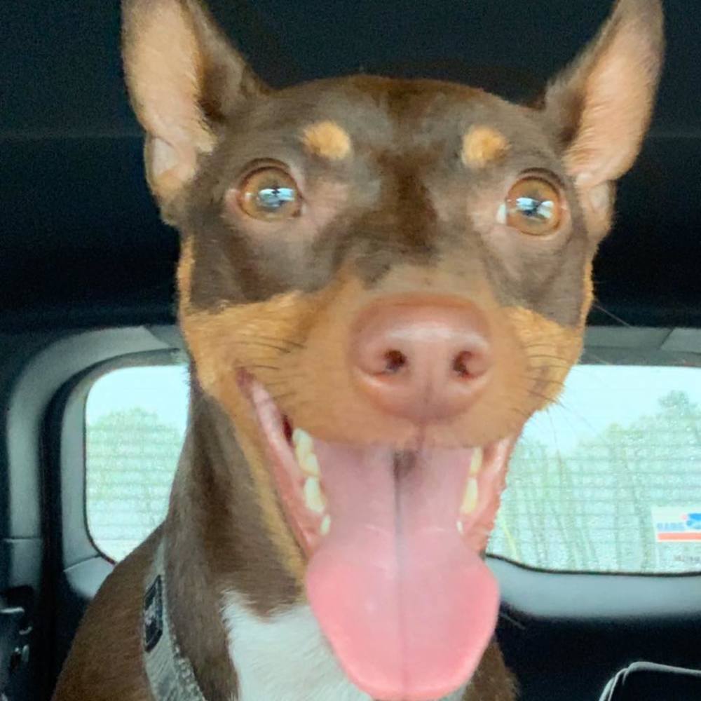 Meet your Posher, David